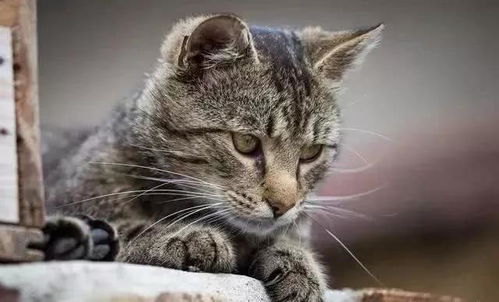 中国有哪些品种的猫