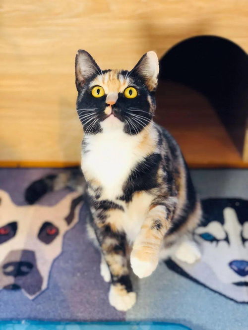 领养猫咪哪里有
