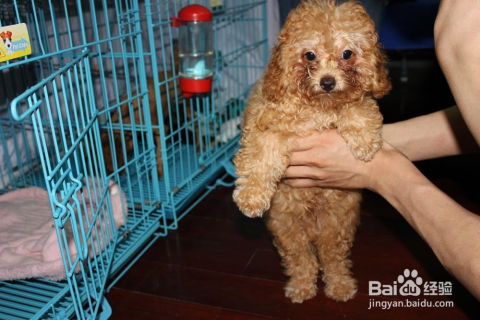 如何挑选灰色泰迪幼犬