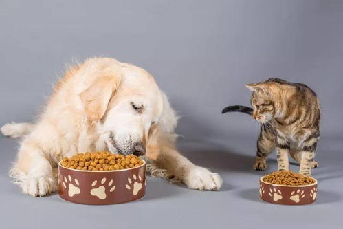 猫偶尔吃狗粮会怎么样