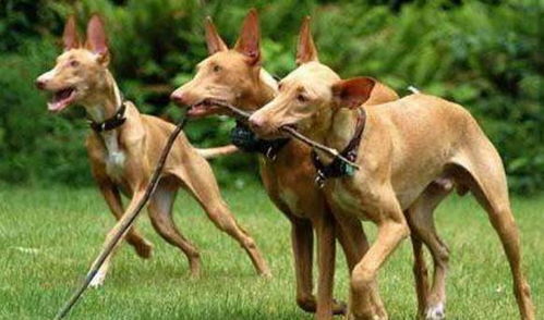 猎犬性格怎么样