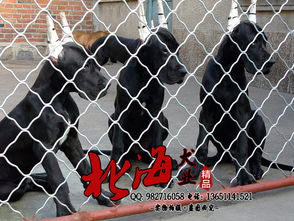 大丹犬哪里有售