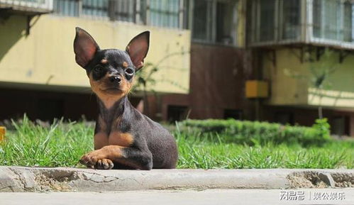 小鹿犬多久能给它洗澡