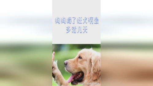 狗的狂犬病能活多久多久
