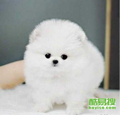 买博美犬哪里卖