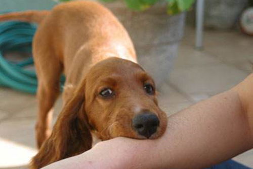 狗的狂犬病潜伏期多久