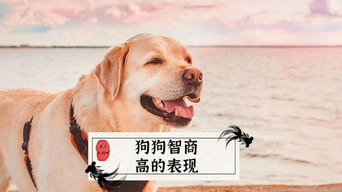 哪个狗狗智商高