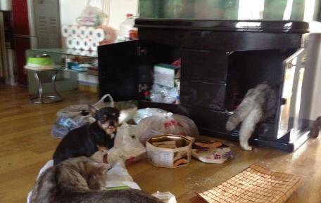 家里养狗狗放在哪里