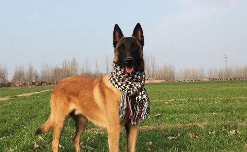 如何挑选马犬性格