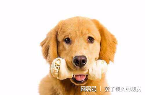 如何给母狗补钙