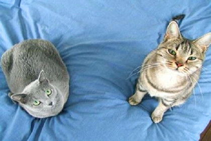 如何跟猫咪玩耍
