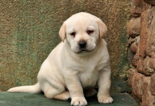 如何挑拉布拉多幼犬