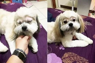 如何给狗狗剪毛