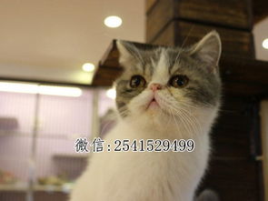 宠物猫在哪里买比较好