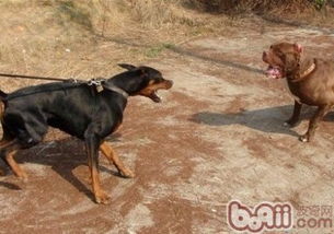 如何对付猛犬