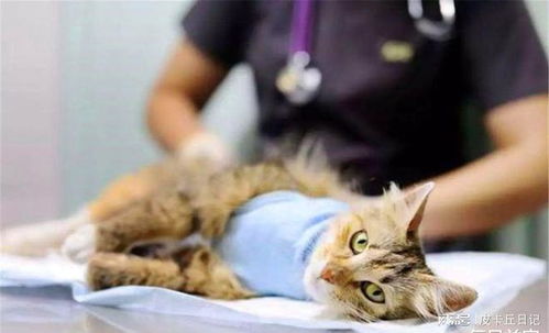 猫猫绝育后多久喝水