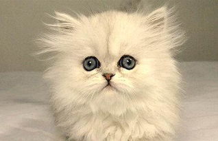 金吉拉猫和蓝猫哪个贵