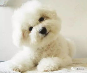 怎么样训练比熊犬