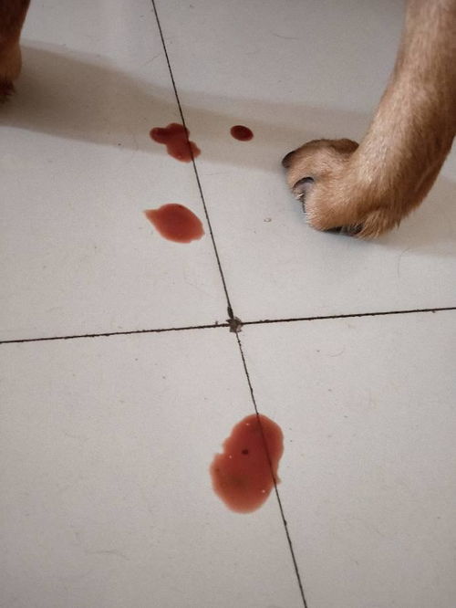 狗狗生产后多久出胎盘