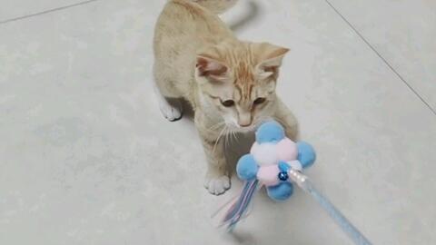 小猫到新家多久给洗澡