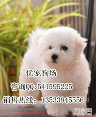 哪里有比熊犬卖