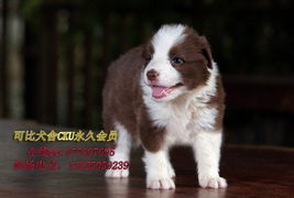 深圳哪里有卖牧羊犬