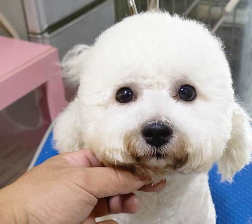 比熊犬有哪些缺陷