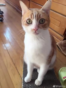 猫可以去哪里领养