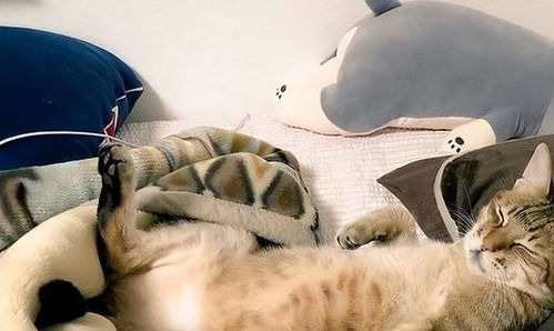 小猫睡觉喜欢在哪里