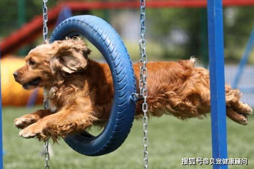 怎么样训练狗狗不叫