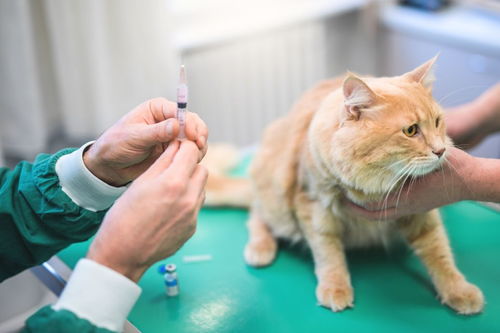 猫打完所有疫苗要多久