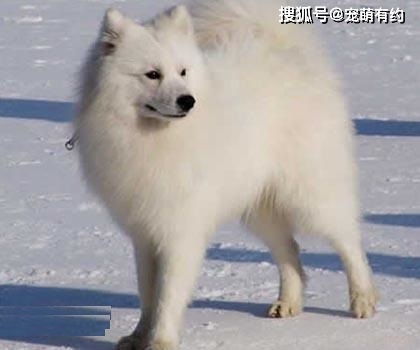 银狐犬训练有哪些方法