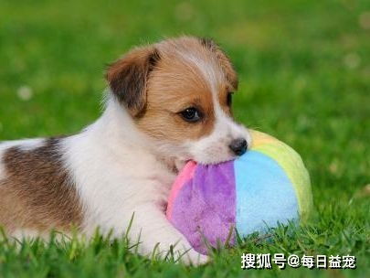 哪些人适合养狗