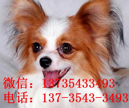 南宁哪里能买到狗