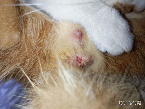 公猫阉后多久恢复