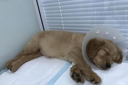 狗得了狗瘟多久死