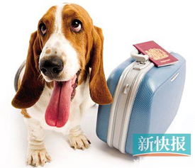 如何运输小狗