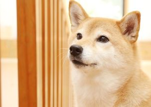 柴犬高兴了会怎么样