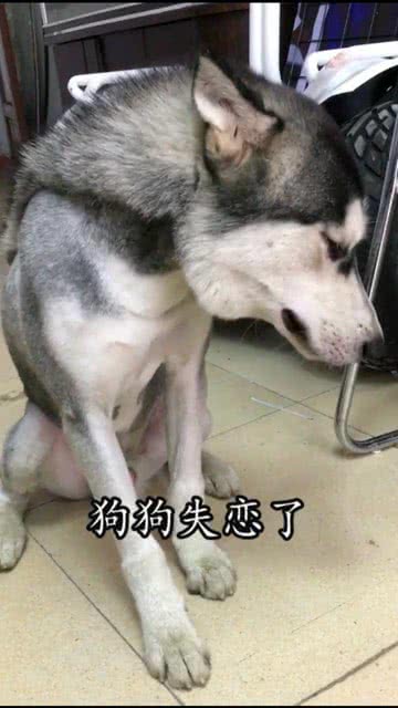如何安抚狗狗