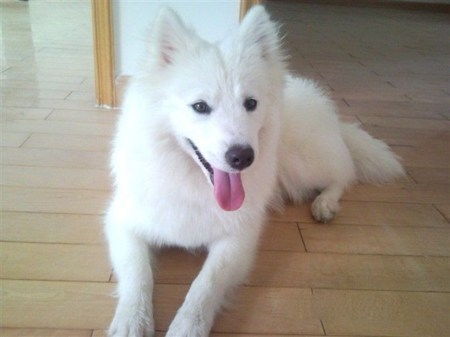 银狐犬如何修理毛