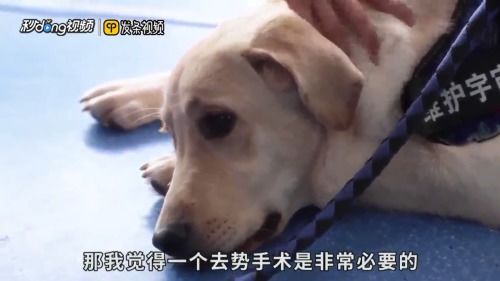 公狗发情了怎么办