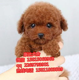 哪里有买泰迪犬
