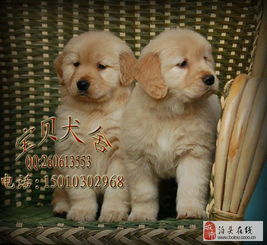 北京哪里买狗最放心