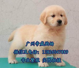 哪里可以买到好的狗狗