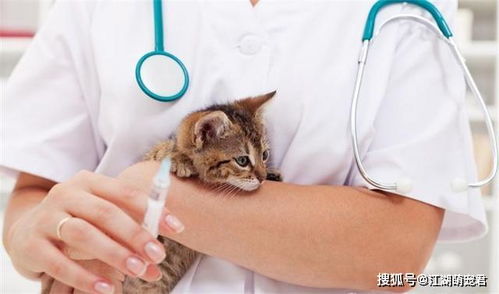 小猫打了疫苗多久驱虫