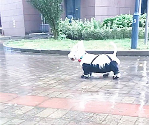 大型梗类犬有哪些