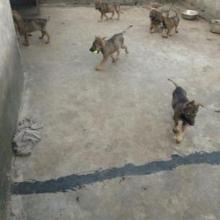 云南哪里有卖昆明犬