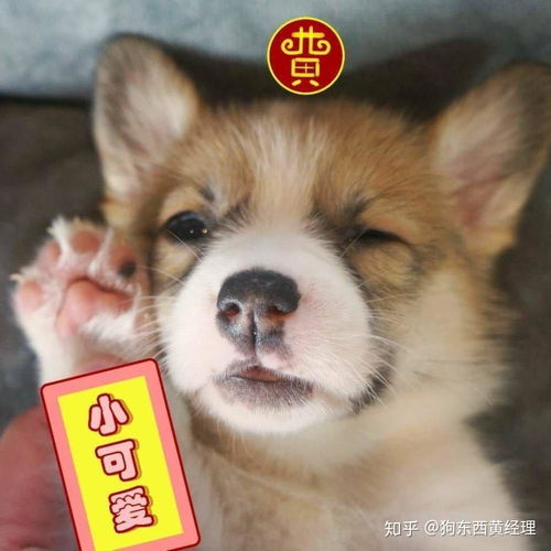 如何预防狗狗难产