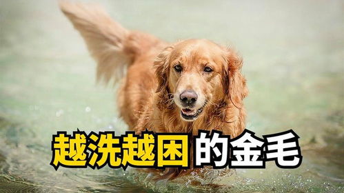 金毛犬如何洗澡