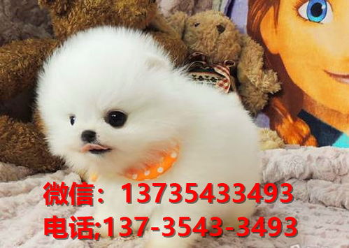 袖珍犬在哪里有买